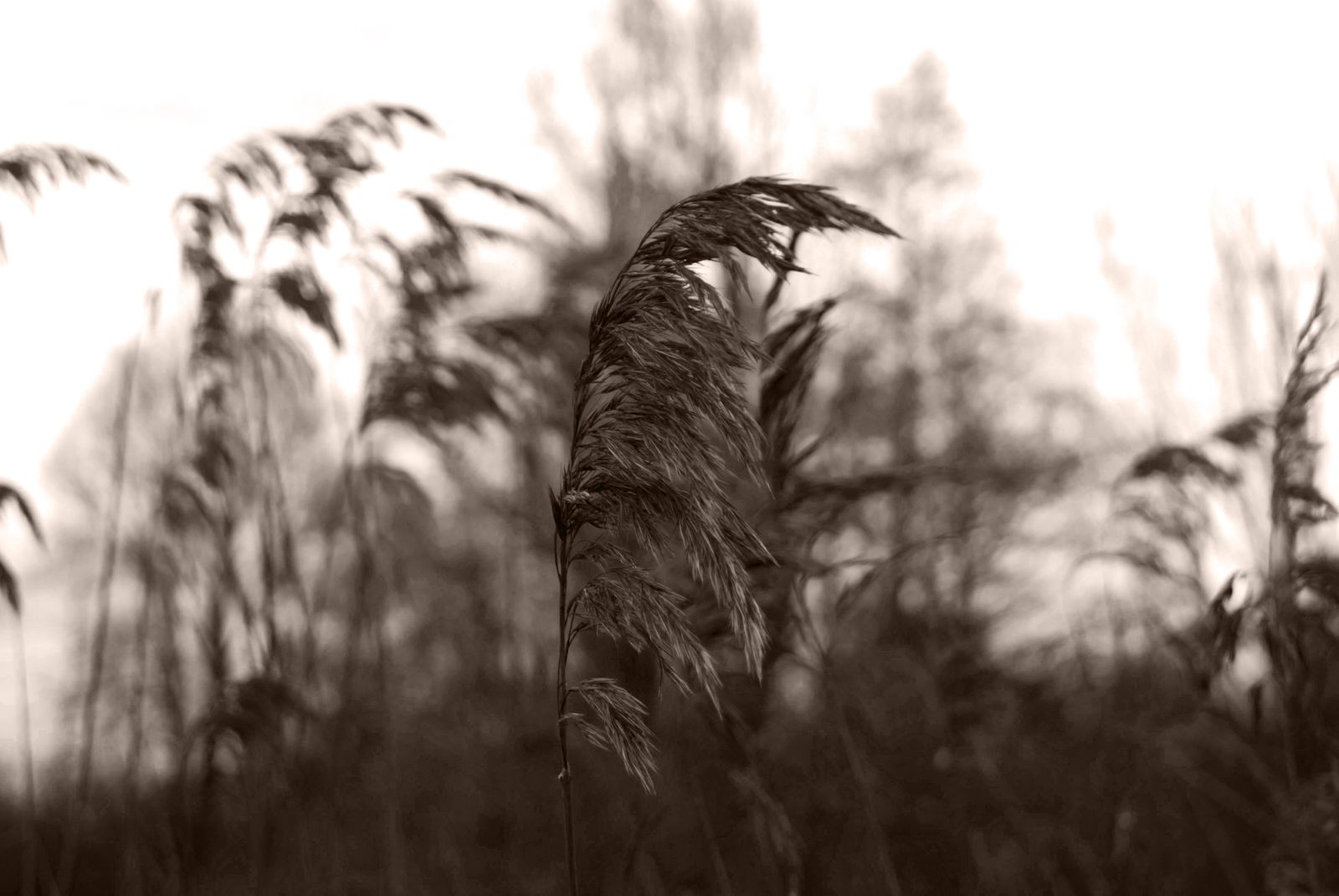 Sense 4 Light Portfolio - Winterlandschap1